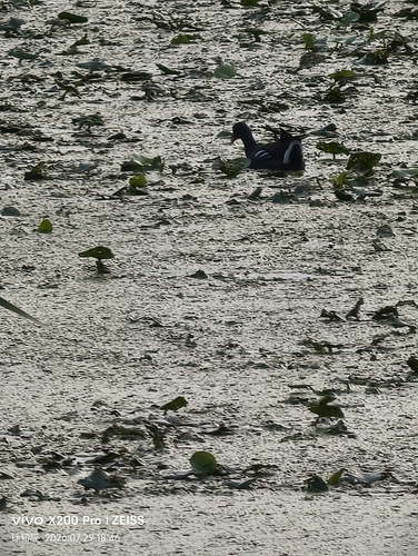 Eurasian Moorhen