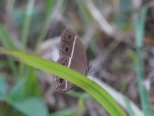 Smooth-eyed Bushbrown
