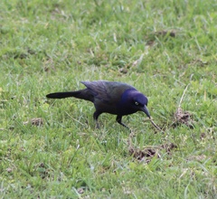 Quiscalus quiscula versicolor