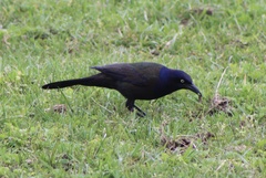Quiscalus quiscula versicolor