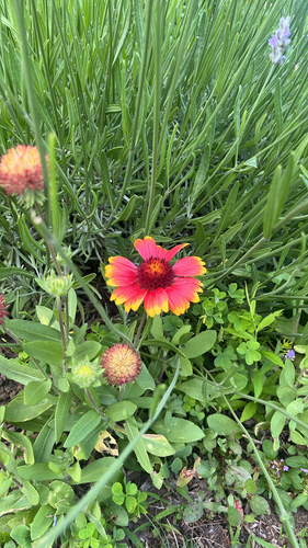 firewheel
