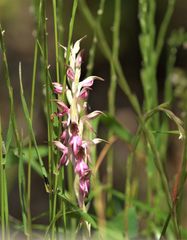 Anacamptis sancta