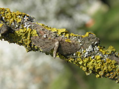 Eupithecia virgaureata