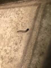 Spirobolellus immigrans