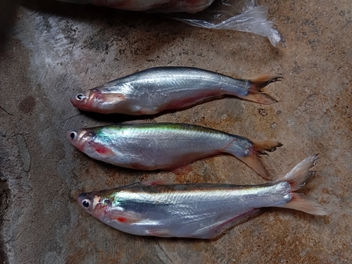 Laides longibarbis