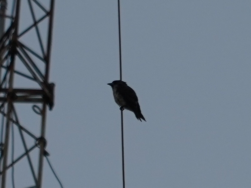 White-breasted Woodswallow