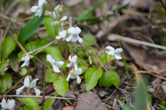 Viola primulifolia