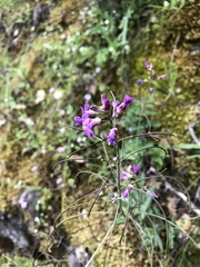Boechera breweri