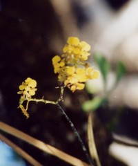 Trichocentrum cebolleta