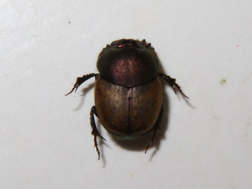 metallic horned dung beetle, Leidschendam, Nederland, photo 9 of 10