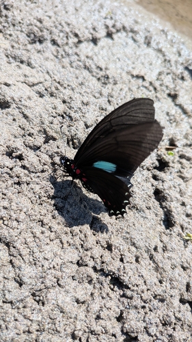 Mimoides xynias