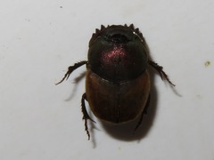 Onthophagus coenobita