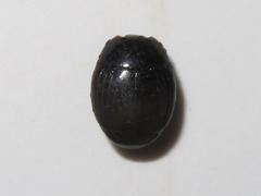 Margarinotus brunneus