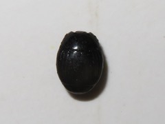 Margarinotus brunneus