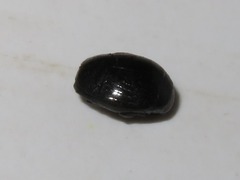 Margarinotus brunneus