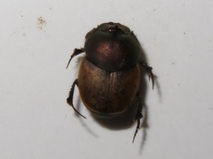 Onthophagus coenobita