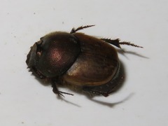 Onthophagus coenobita