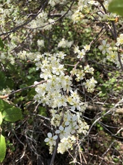 Prunus maritima