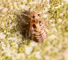 Graphopsocus cruciatus