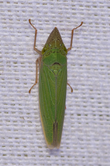 Draeculacephala floridana