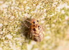 Graphopsocus cruciatus