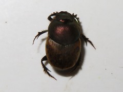 Onthophagus coenobita