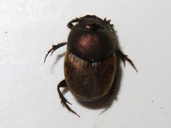 Onthophagus coenobita