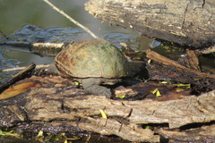 Kinosternon subrubrum hippocrepis