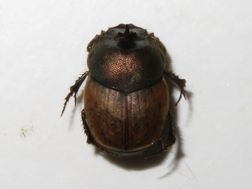 metallic horned dung beetle, Leidschendam, Nederland, photo 8 of 10