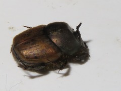 Onthophagus coenobita
