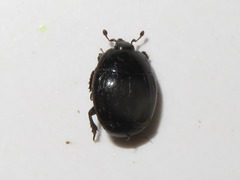 Margarinotus brunneus