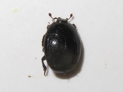 Margarinotus brunneus