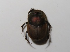 Onthophagus coenobita