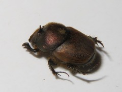 Onthophagus coenobita