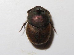 Onthophagus coenobita