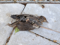 Turdus merula