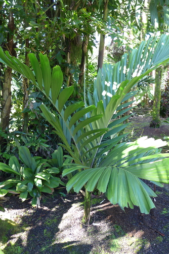 Balaka streptostachys