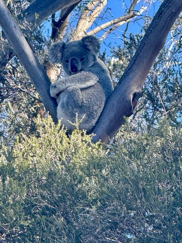 Koala