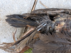 Turdus merula