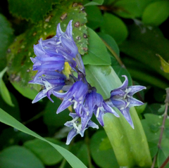 Hyacinthoides hispanica
