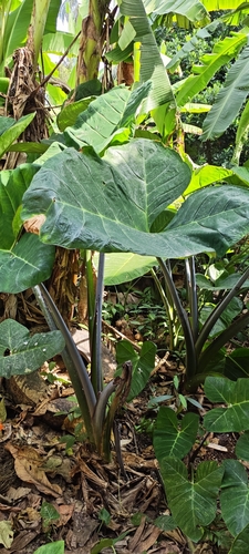 Arrowleaf Elephant's Ear
