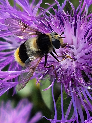 Eriozona syrphoides