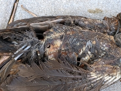 Turdus merula