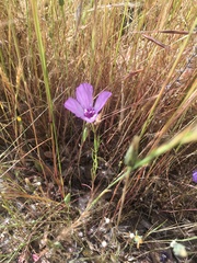 Clarkia amoena