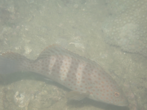 Epinephelus bleekeri observed 2026-07-29