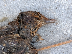 Turdus merula