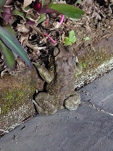 Asian Common Toad