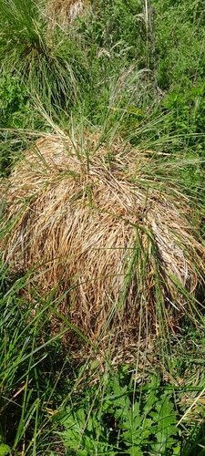 Greater Tussock-sedge
