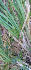 Carex paniculata, photograph author not stated, no rights reserved