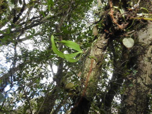 Sarcochilus falcatus, photograph 4